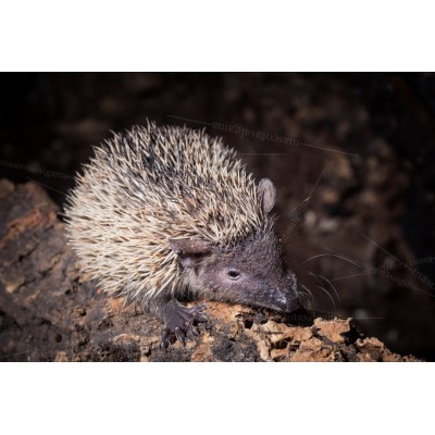 Tenrec - Echinops telfairi